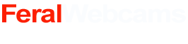 Feral Webcams